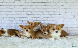 Welsh Corgi Pembroke dogs for sale: Griffin - Image 13