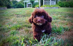Havapoo dogs for sale: Karma - Image 6