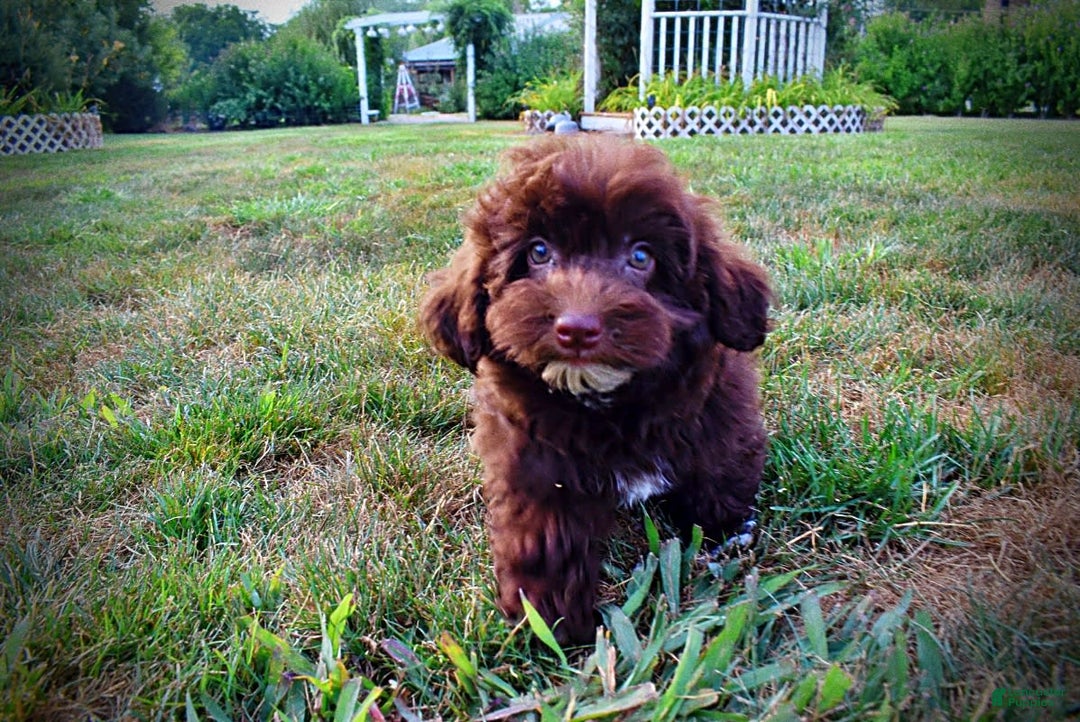 Havapoo dogs for sale: Karma - Image 6
