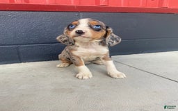 Beaglier dogs for sale: Annie - Image 9