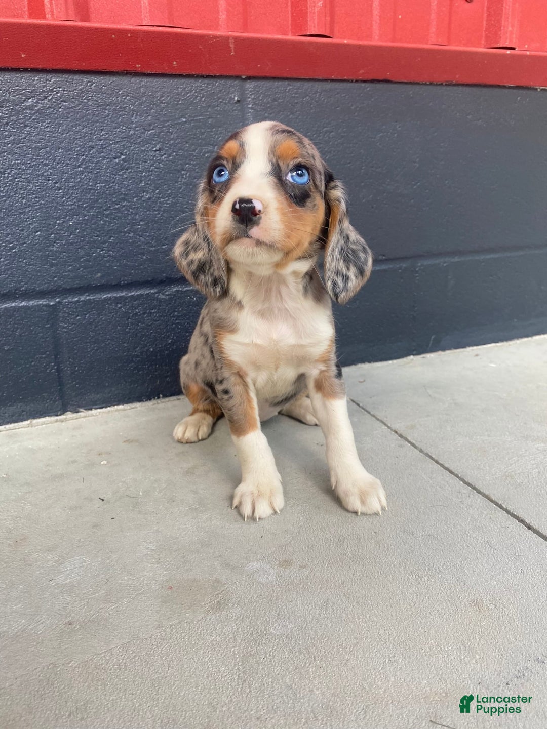 Beaglier dogs for sale: Annie - Image 9