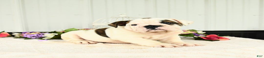 Remington