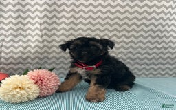 Yorkiepoo dogs for sale: Micah - Image 4