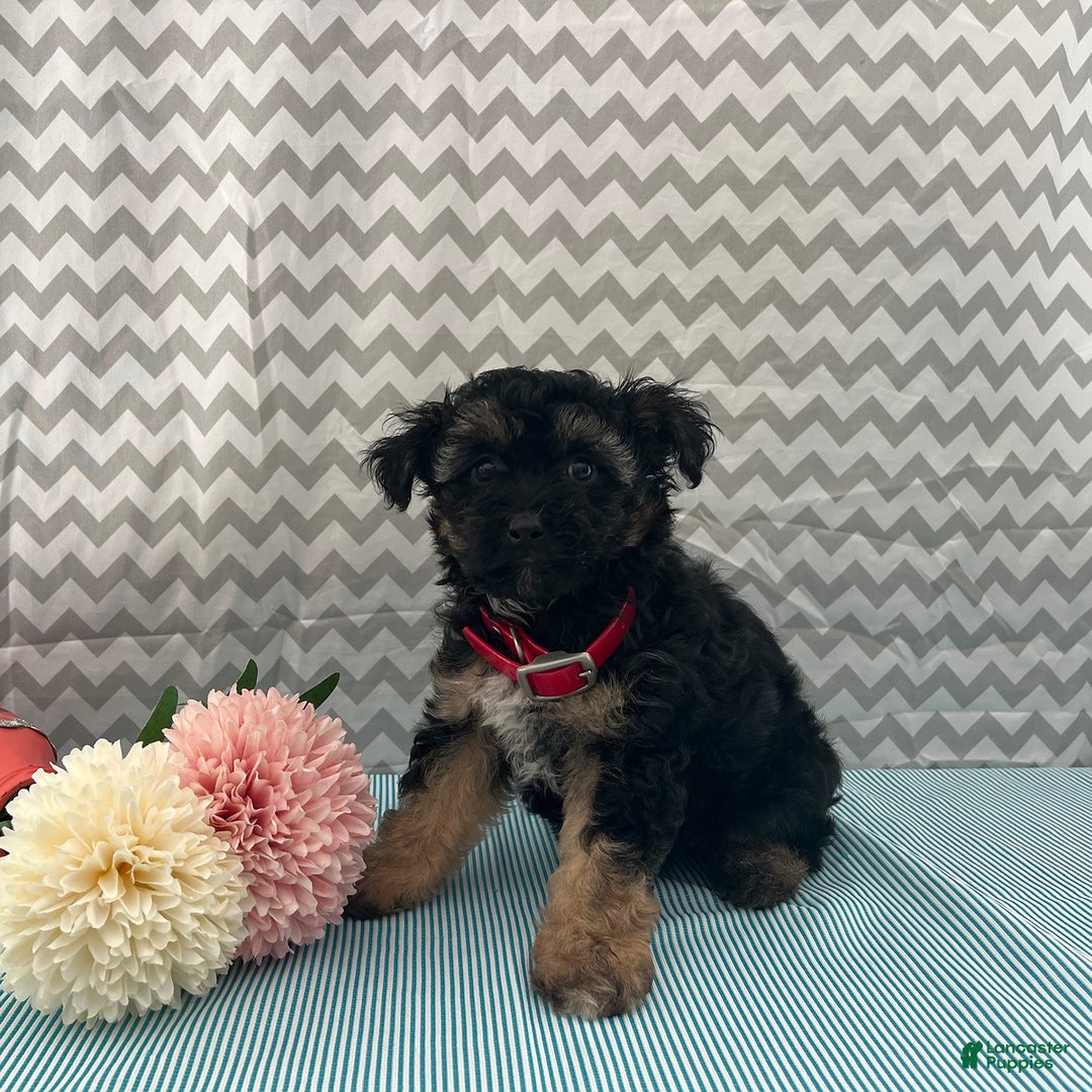 Yorkiepoo dogs for sale: Micah - Image 4