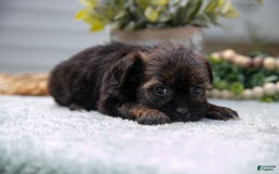 Shorkie dogs for sale: Liza - Image 1