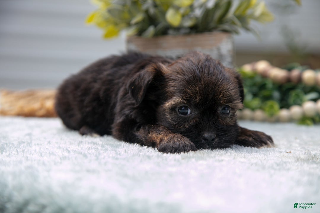 Shorkie dogs for sale: Liza - Image 1
