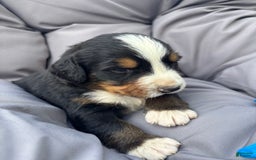 Bernese Mountain Dog dogs for sale: Blue - Image 3