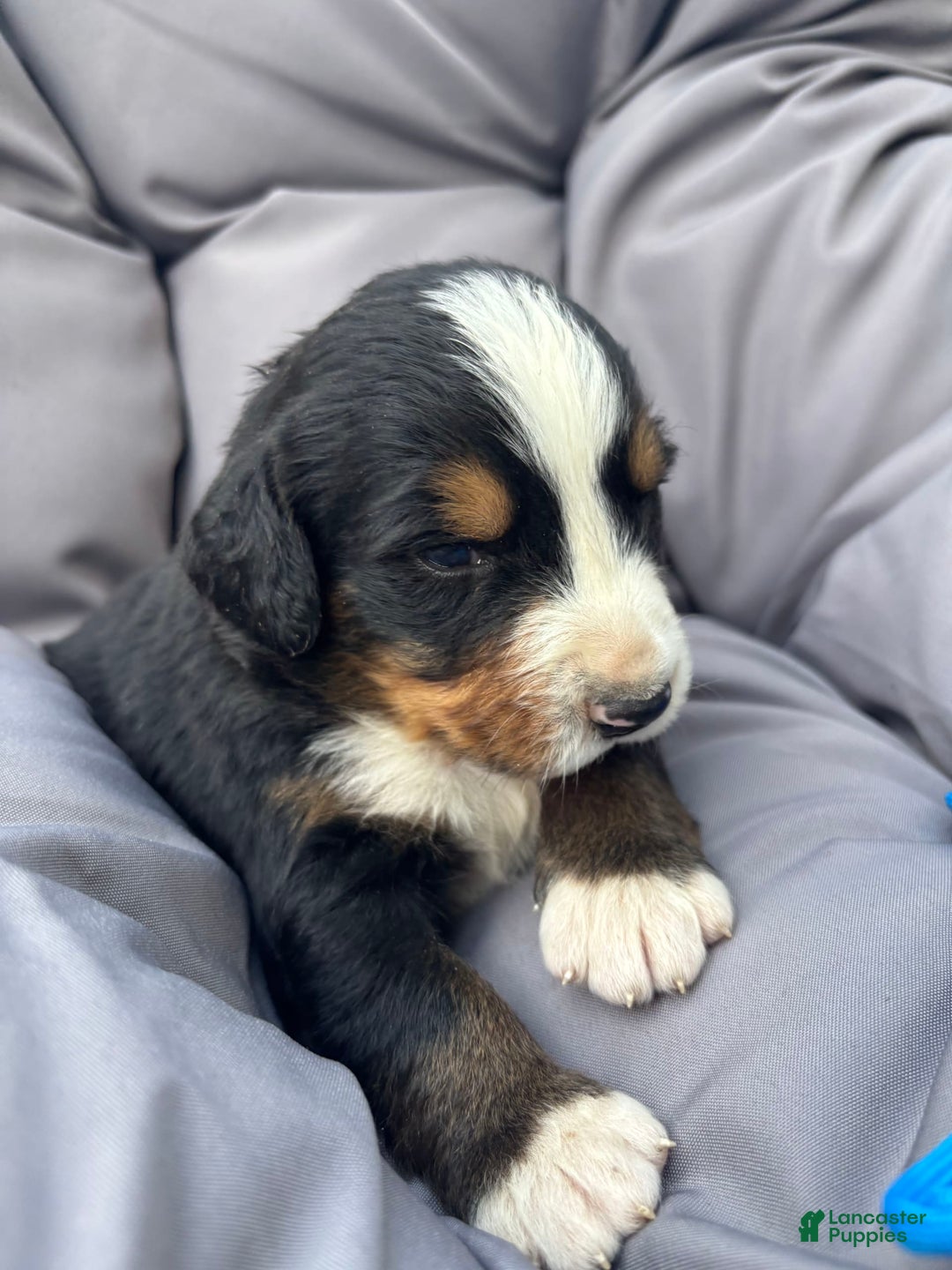 Bernese Mountain Dog dogs for sale: Blue - Image 3