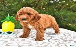 Mini Goldendoodle dogs for sale: Emily - Image 9