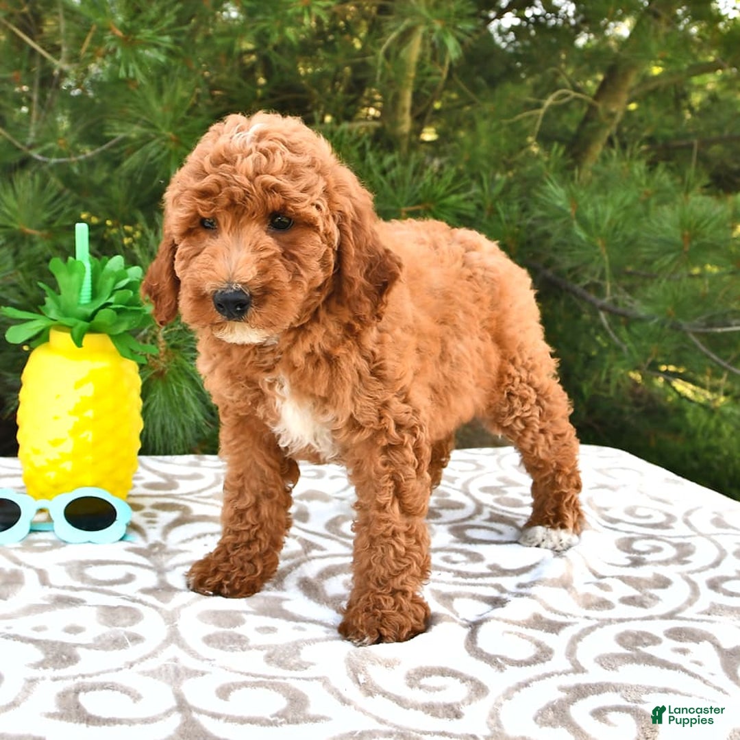 Mini Goldendoodle dogs for sale: Emily - Image 9
