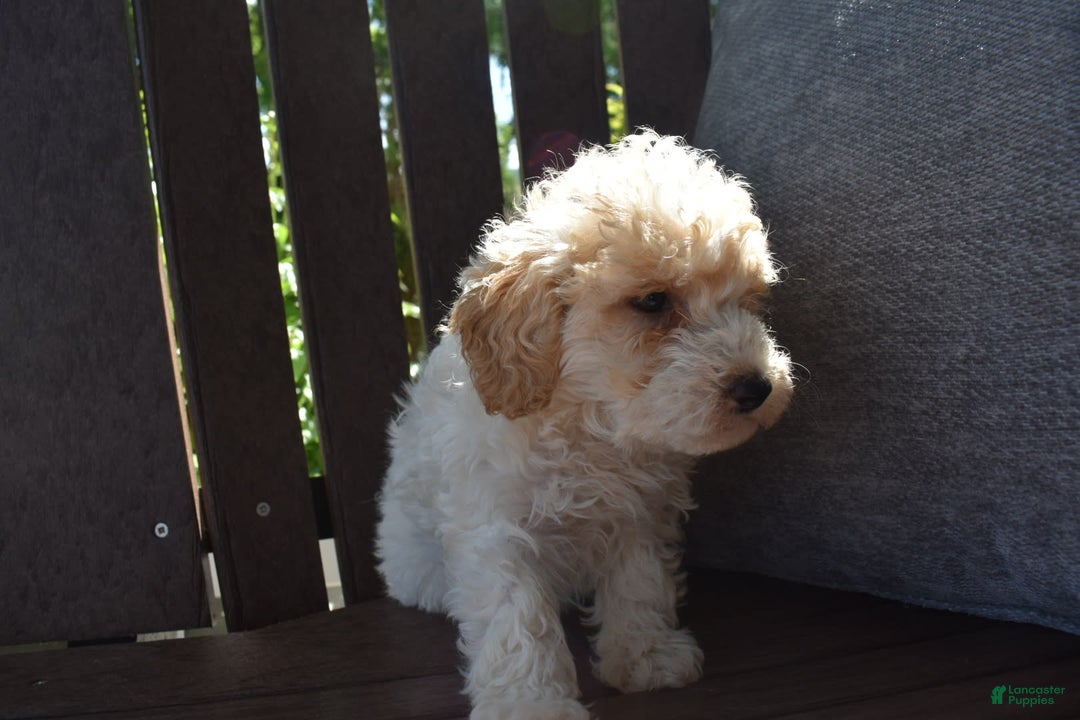 Toy Poodle dogs for sale: Edgar - Image 3