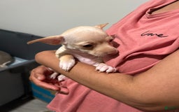 Chihuahua dogs for sale: Rambo - Image 4