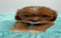 Cavapoo dogs for sale: Simba - Image 2