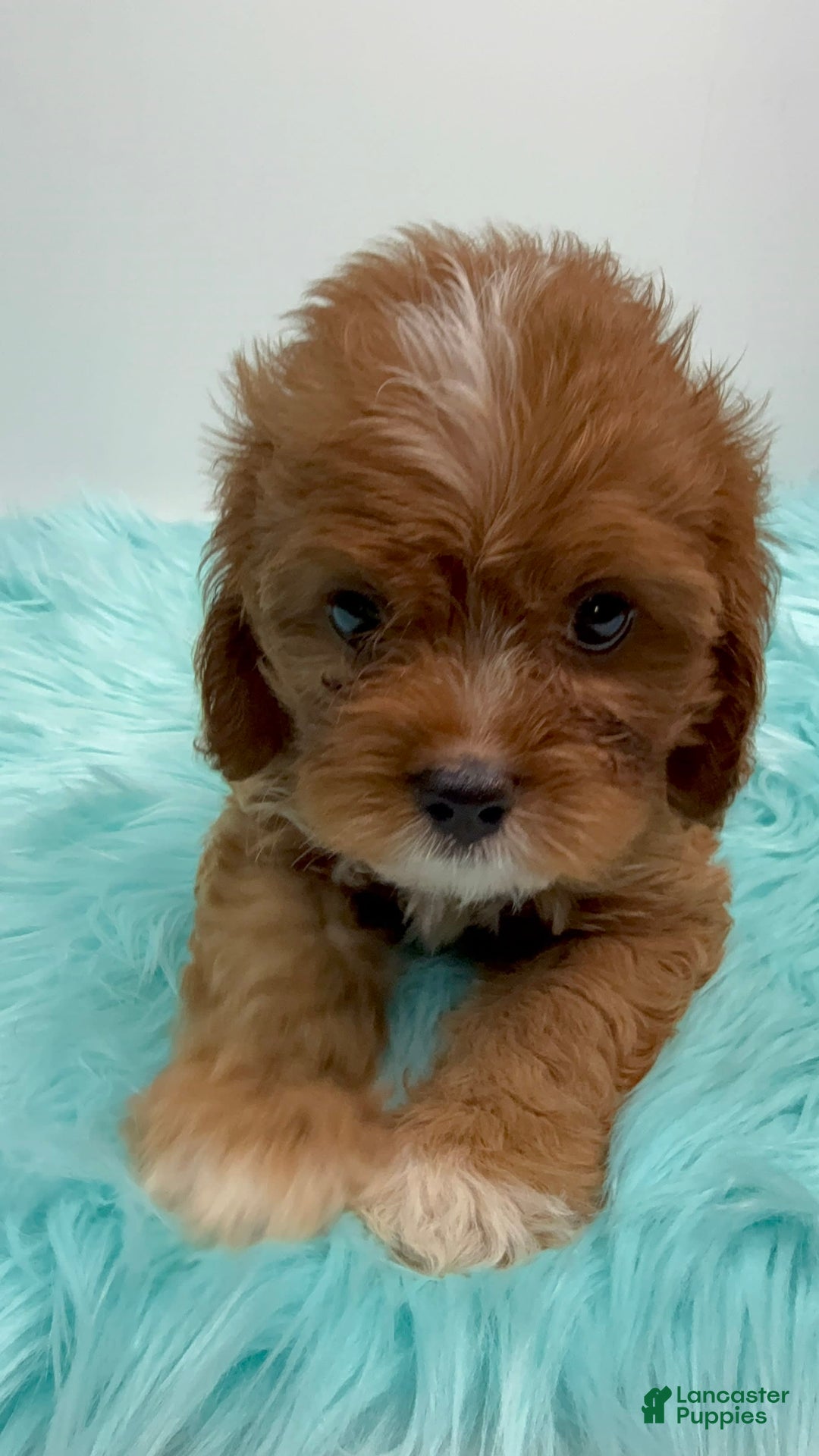 Cavapoo dogs for sale: Simba - Image 2