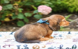 Miniature Dachshund dogs for sale: Rusty - Image 3