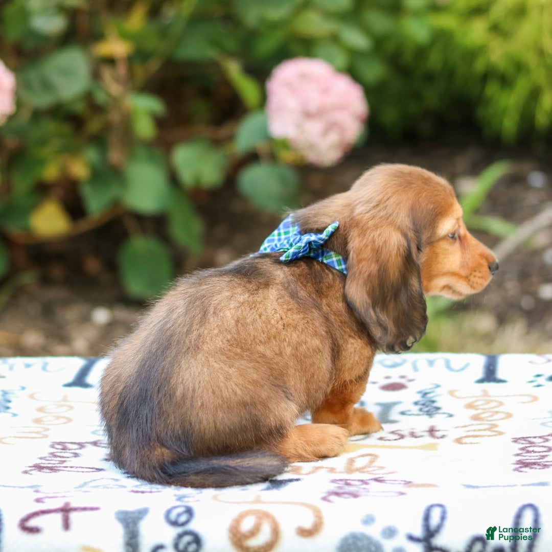 Miniature Dachshund dogs for sale: Rusty - Image 3