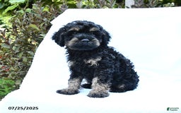 Cockapoo dogs for sale: Billy - Image 3
