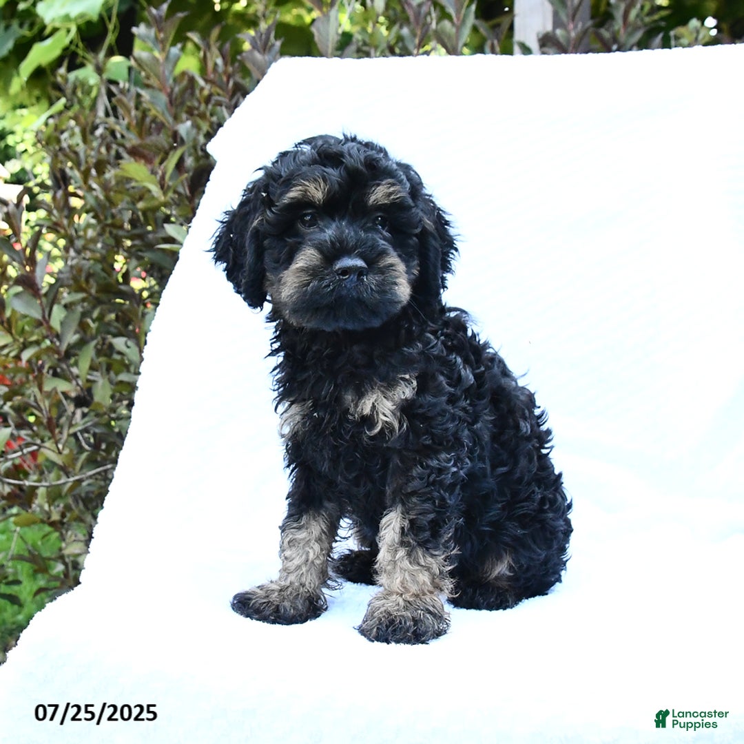 Cockapoo dogs for sale: Billy - Image 3