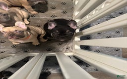 French Bulldog dogs for sale: Smokey - Image 2