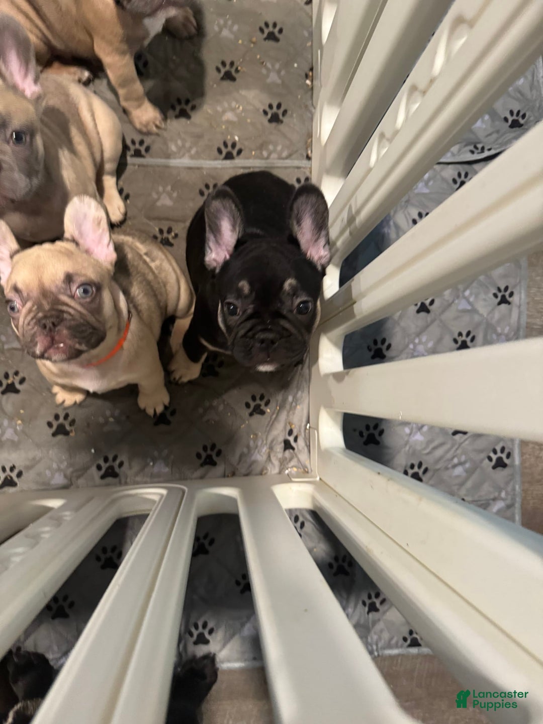French Bulldog dogs for sale: Smokey - Image 2
