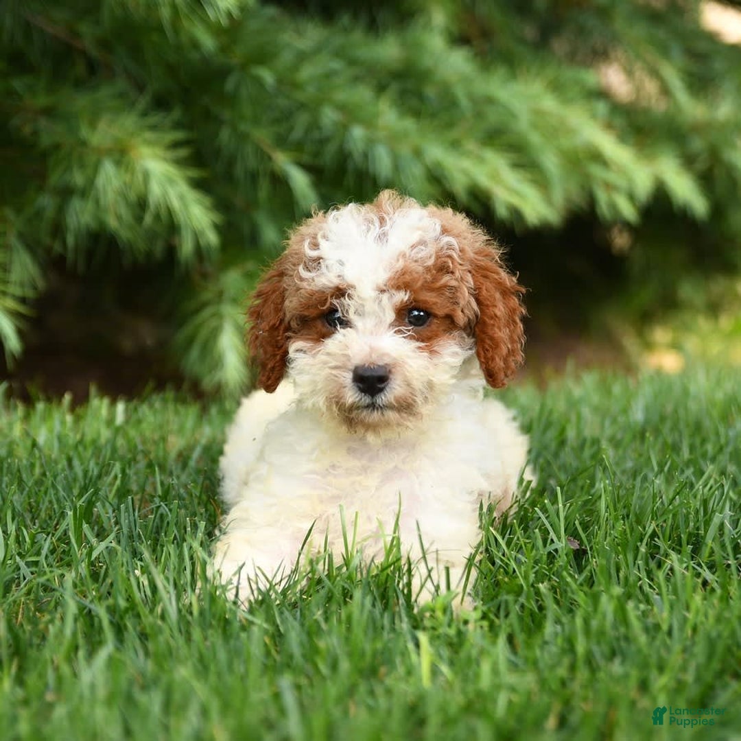 Mini Goldendoodle dogs for sale: Ginger - Image 4