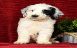 Sheepadoodle dogs for sale: Sammy - Image 7