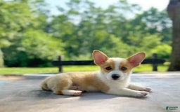 Welsh Corgi Pembroke dogs for sale: Lola - Image 5