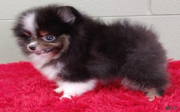 Pomeranian dogs for sale: Yovanni - Image 12