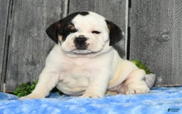 Beabull dogs for sale: Iris - Image 1
