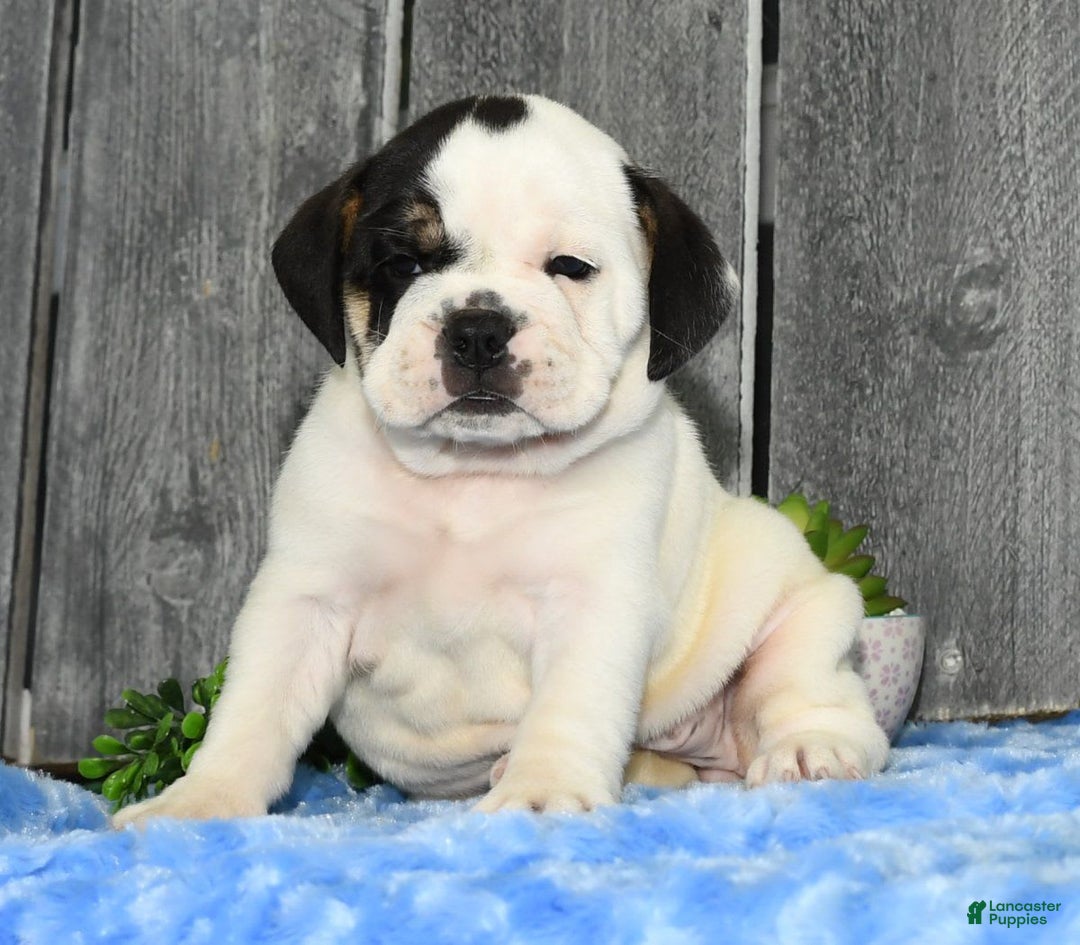 Beabull dogs for sale: Iris - Image 1
