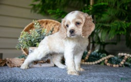 Cocker Spaniel dogs for sale: Daffodil - Image 1
