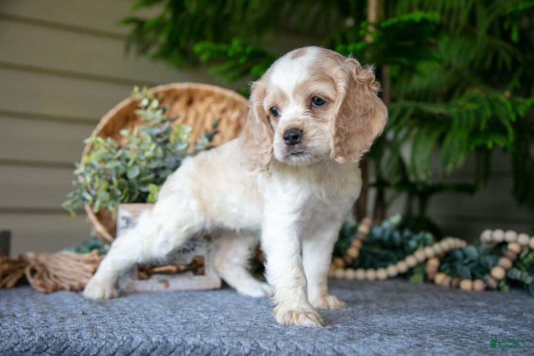 Cocker Spaniel dogs for sale: Daffodil - Image 1