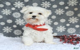 Maltipoo dogs for sale: Tinker - Image 6