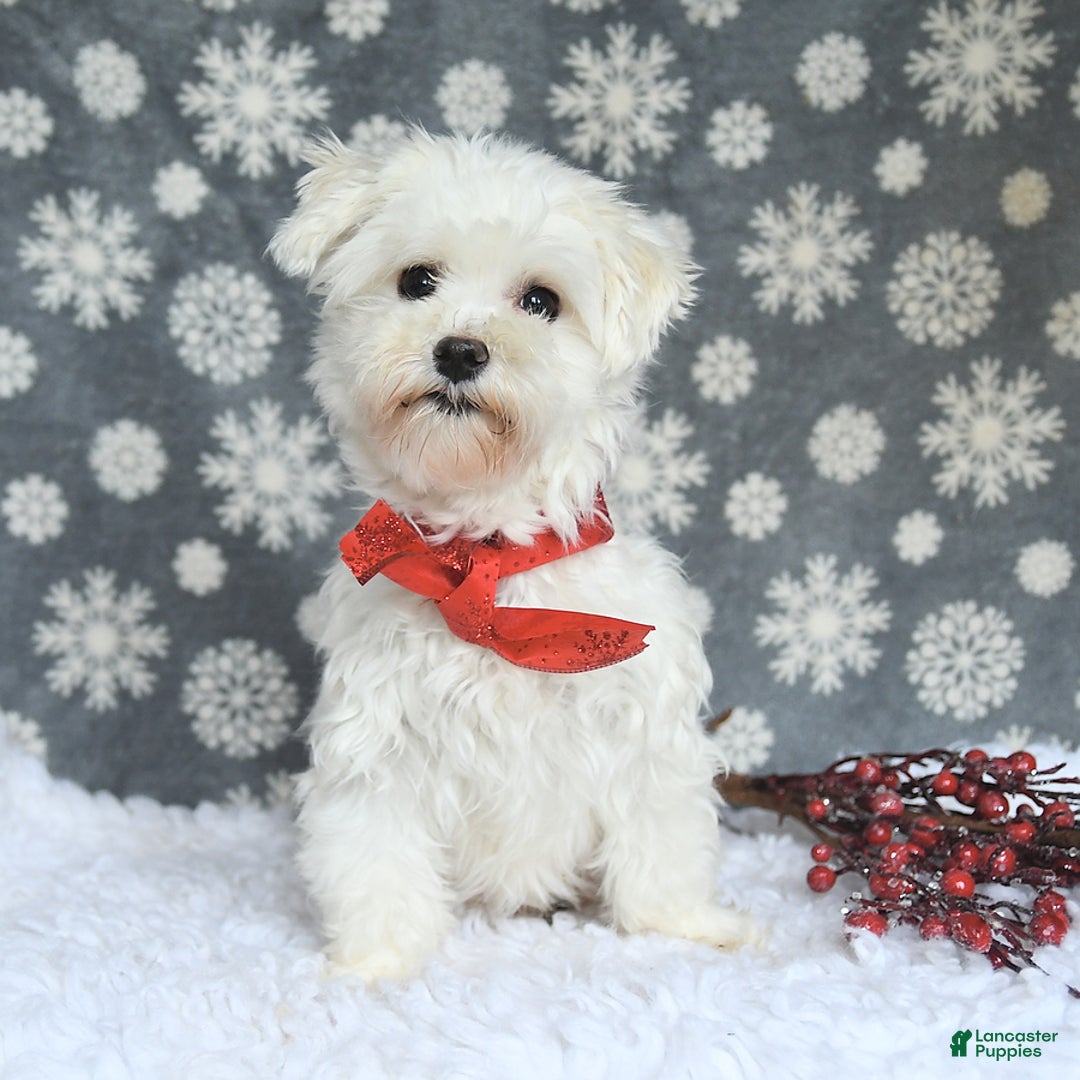Maltipoo dogs for sale: Tinker - Image 6