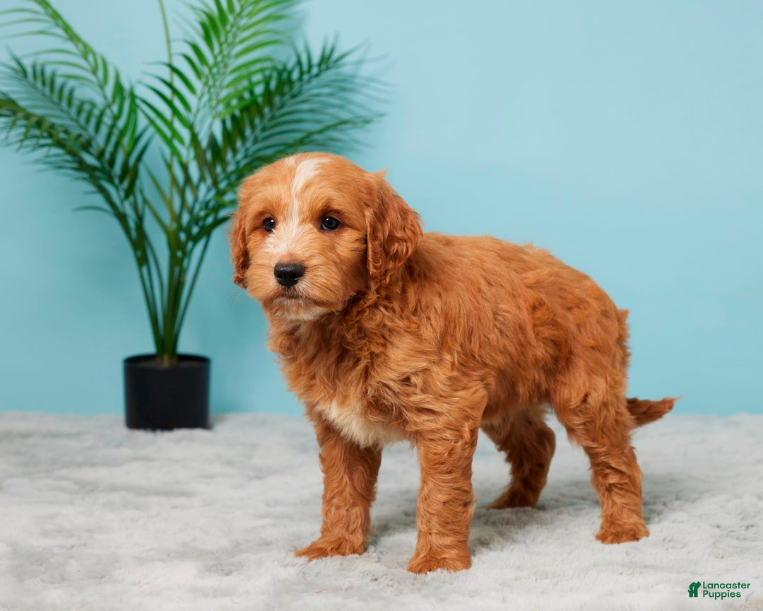 Mini Goldendoodle dogs for sale: Nash - Image 3