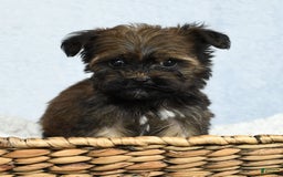 Havapoo dogs for sale: Wendell - Image 1