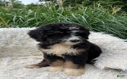 Bernedoodle dogs for sale: Paisley - Image 6