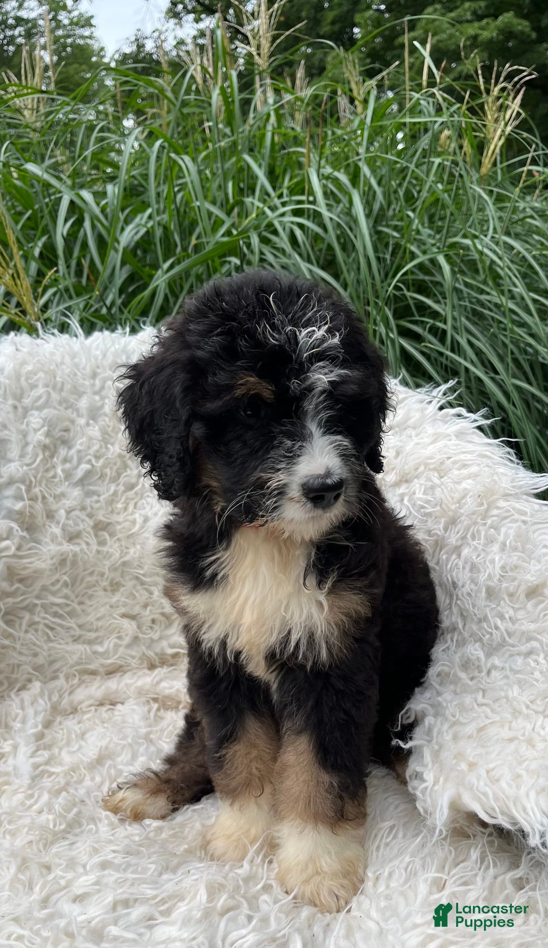 Bernedoodle dogs for sale: Paisley - Image 6