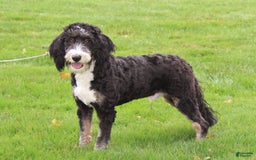 Mini Bernedoodle dogs for sale: Dustin - Image 6