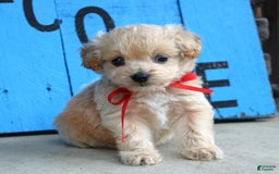 Maltipoo dogs for sale: Maverick - Image 5