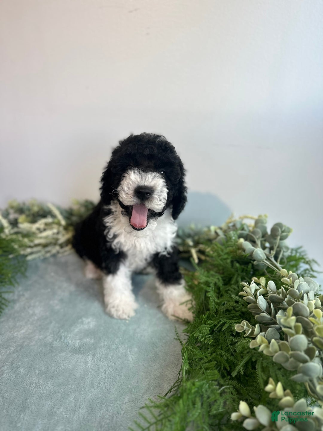 Mini Bernedoodle dogs for sale: Jasper - Image 3
