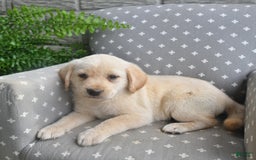 Labrador Retriever dogs for sale: Dakota - Image 3