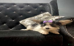 Yorkshire Terrier dogs for sale: Patrick Starr - Image 36