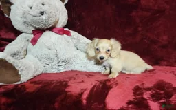 Miniature Dachshund dogs for sale: Nugget - Image 2