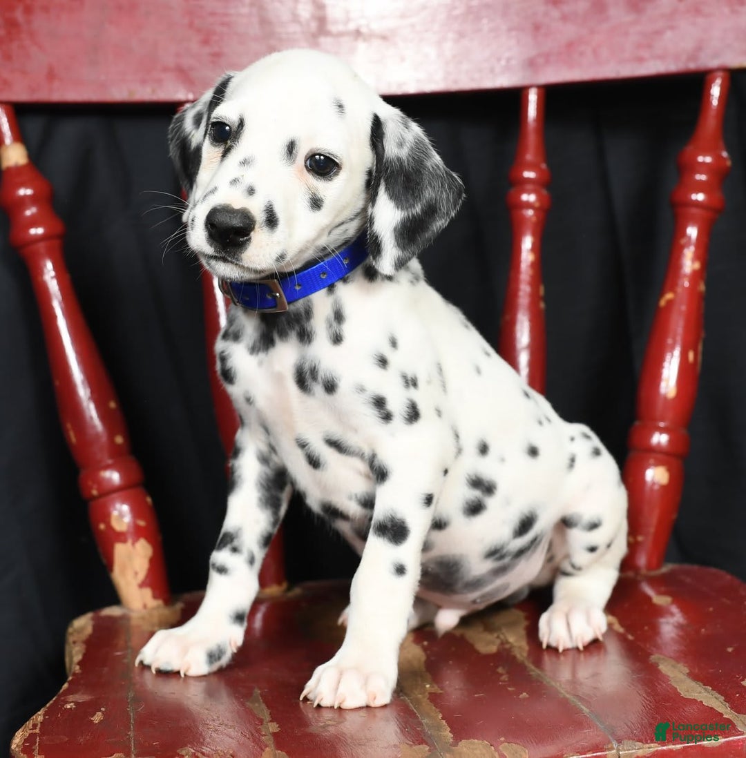 Dalmatian dogs for sale: Pepper - Image 7
