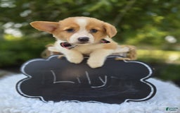 Welsh Corgi Pembroke dogs for sale: Lily - Image 3