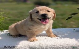 Golden Retriever dogs for sale: Millie - Image 1