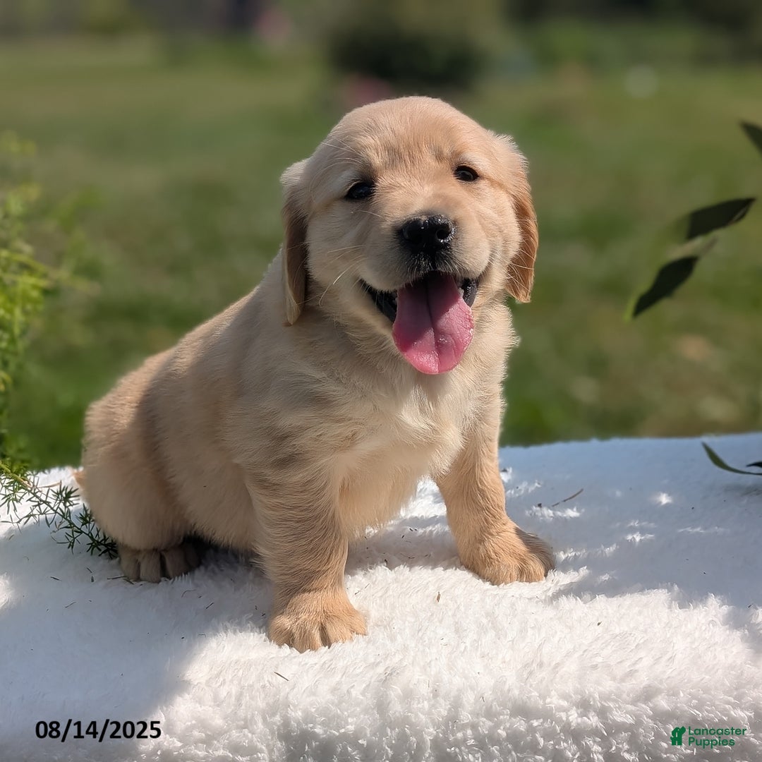 Golden Retriever dogs for sale: Millie - Image 1