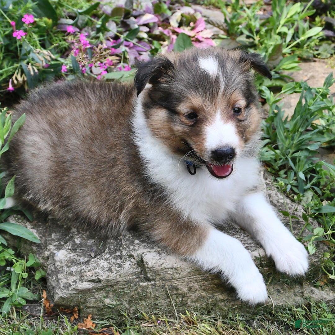 Shetland Sheepdog dogs for sale: Sam - Image 2