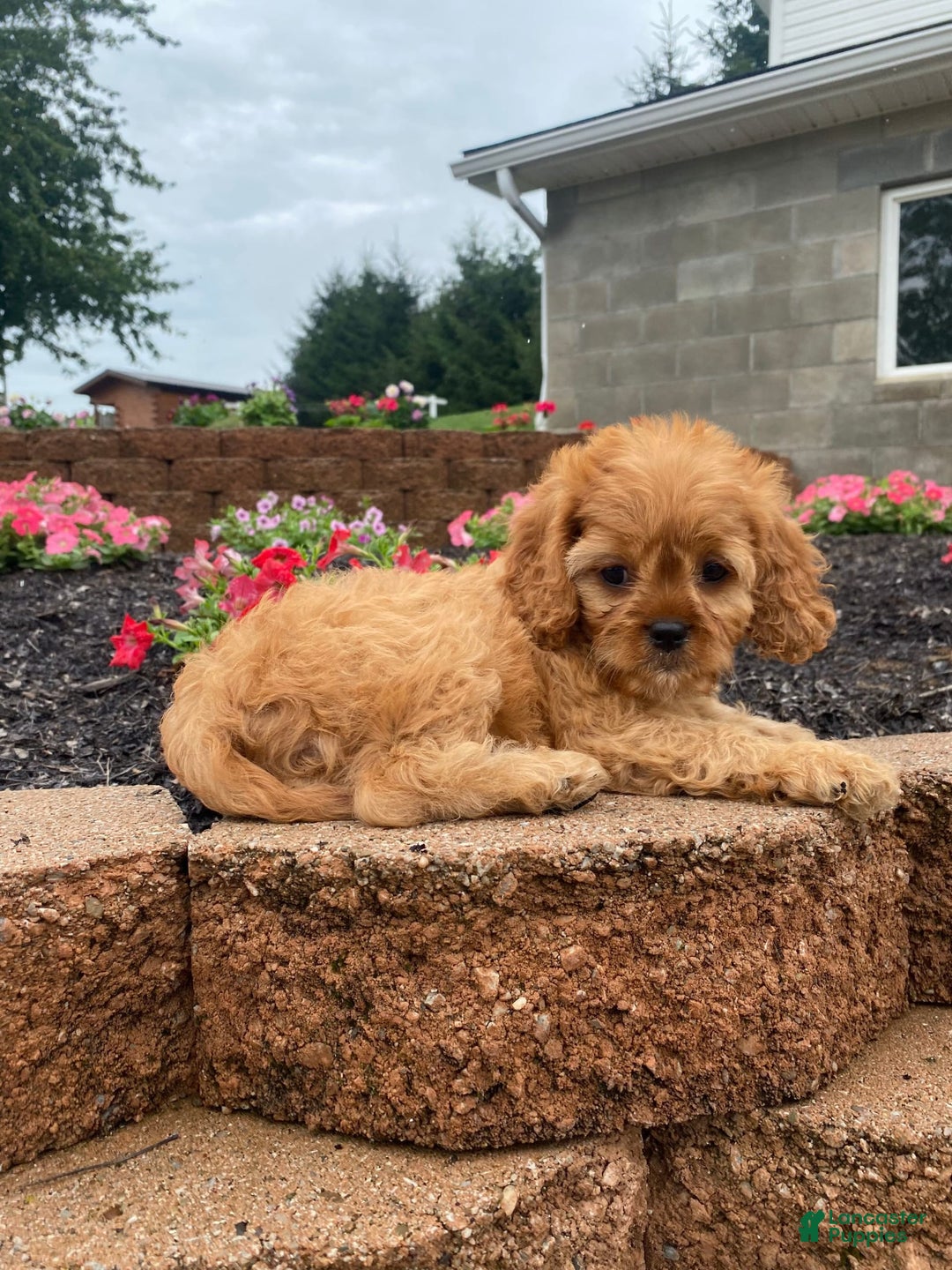 Cavapoo dogs for sale: Nellie - Image 6